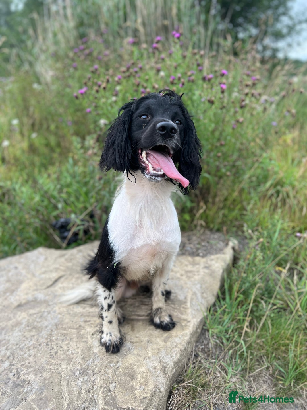 English Springer Spaniel dogs for stud: Black & White Stud - Well Bred/Health Tested in Leigh - Image 2