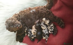 Cockapoo dogs for sale: Adorable Cockapoo puppies ready for reservation  - Image 2