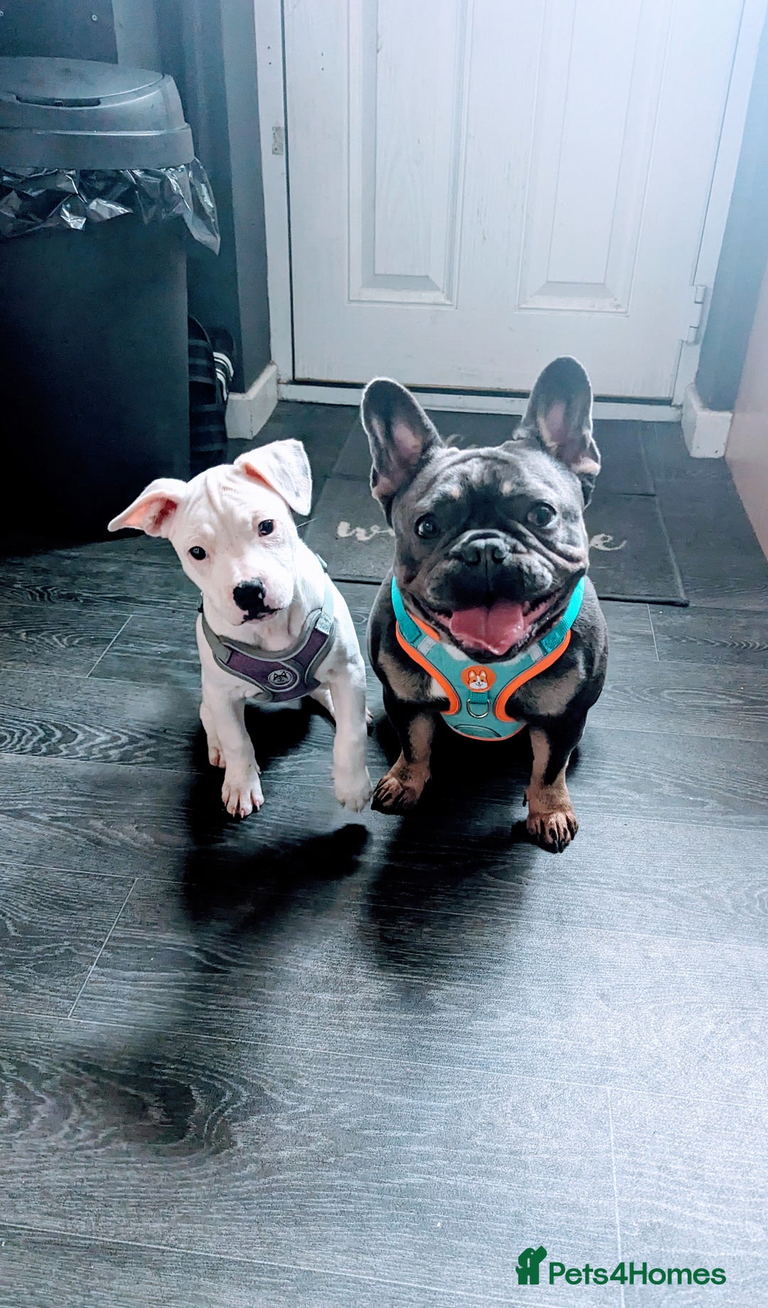 Mixed Breed dogs for sale: Bella needs a loving home  - Advert 2