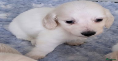 Miniature Dachshund dogs - Advert 9
