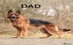 German Shepherd dogs for sale: KC REGISTERED GERMAN SHEPHERD PUPS - Image 23