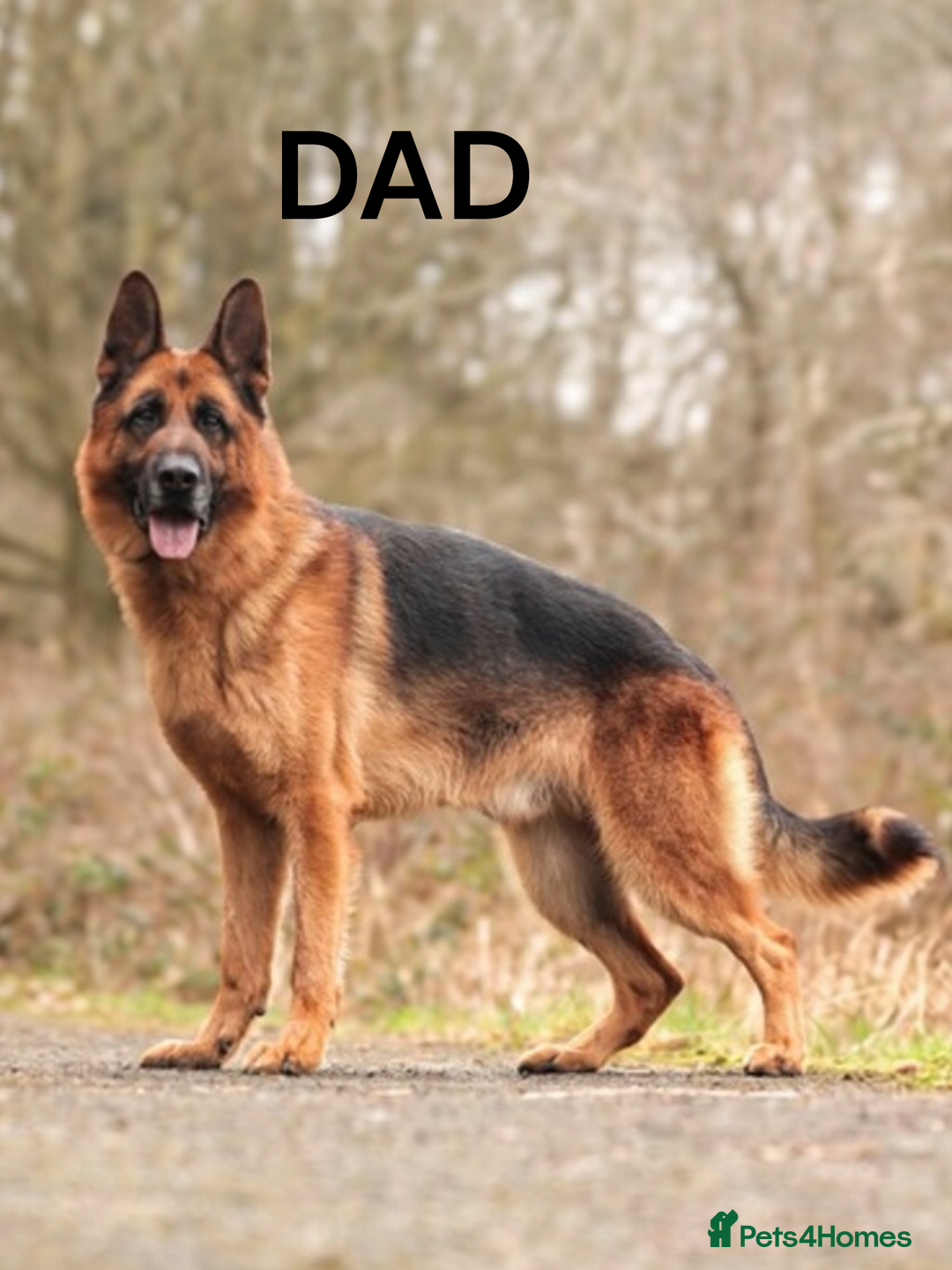 German Shepherd dogs for sale: KC REGISTERED GERMAN SHEPHERD PUPS - Image 23
