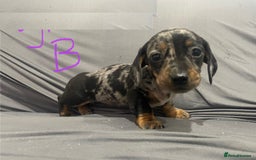 Miniature Dachshund dogs for sale: Splendid mini-dapple-doxies-shorthair - Image 5