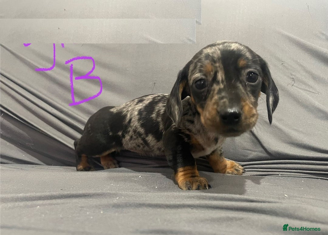 Miniature Dachshund dogs for sale: Splendid mini-dapple-doxies-shorthair - Image 5
