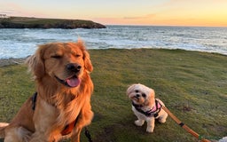 Golden Retriever dogs for stud: HANDSOME 2 YEAR OLD RED STUD - GOLDEN RETRIEVER  - Image 5
