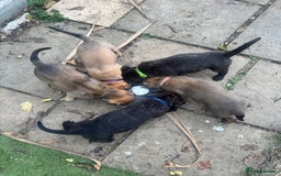 Mixed Breed dogs for sale: Stunning bullherder pups  - Image 16