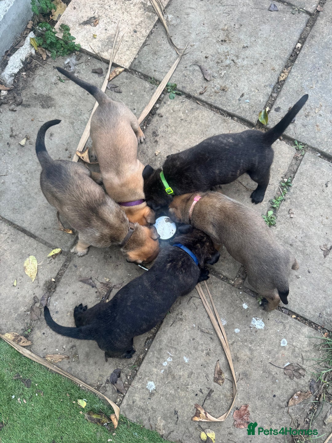 Mixed Breed dogs for sale: Stunning bullherder pups  - Image 16