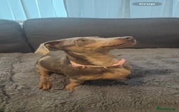 Mixed Breed dogs for sale: 5 beautiful chiweenies  - Advert 2