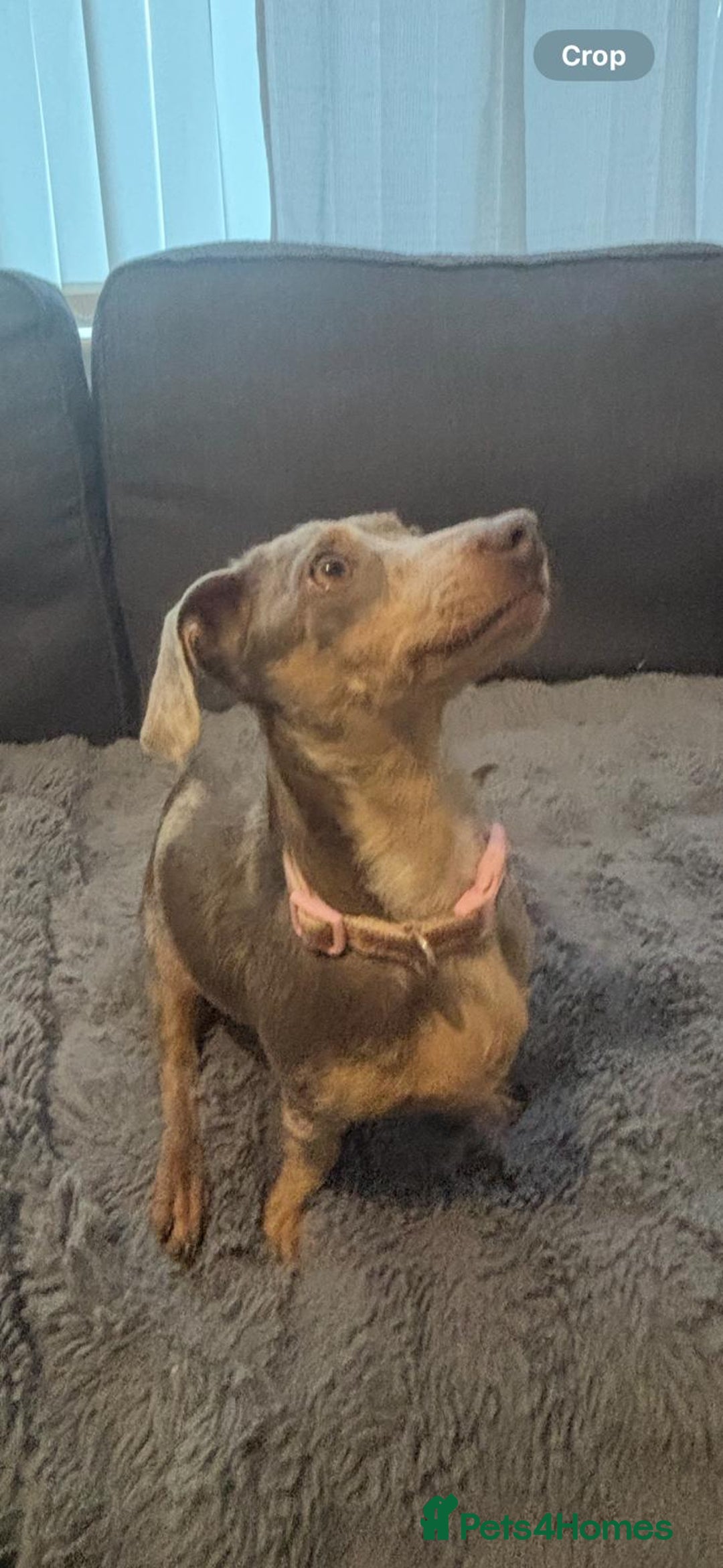 Mixed Breed dogs for sale: 5 beautiful chiweenies  - Advert 2