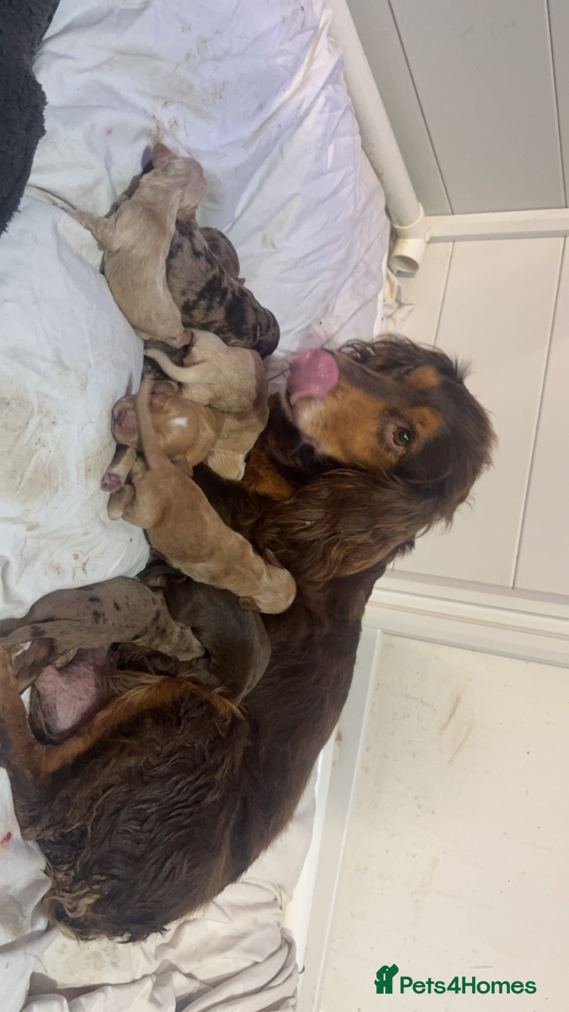 Cocker Spaniel dogs Cocker spaniel puppies  - Advert 1