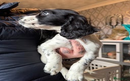 Cocker Spaniel dogs for sale: REDUCED & READY NOW 2 girl COCKERS - Advert 23