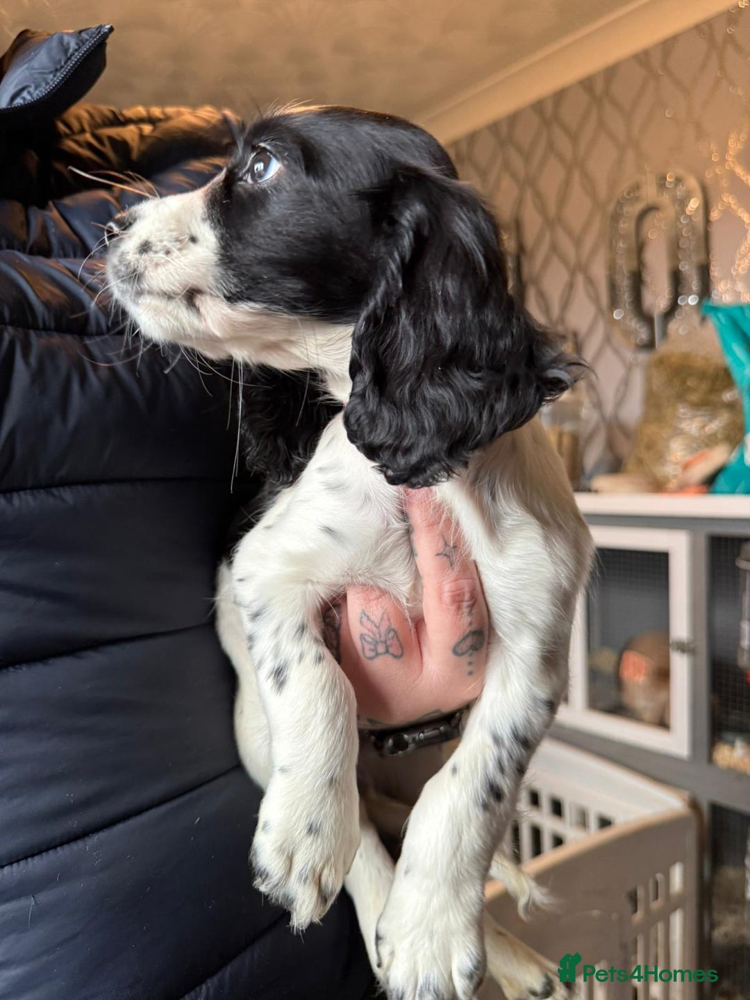 Cocker Spaniel dogs for sale: REDUCED & READY NOW 2 girl COCKERS - Advert 23