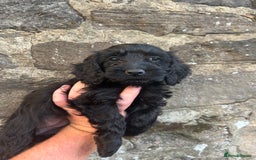 Cockapoo dogs for sale: BEAUTIFULL F1 COCKAPOOS - Image 13