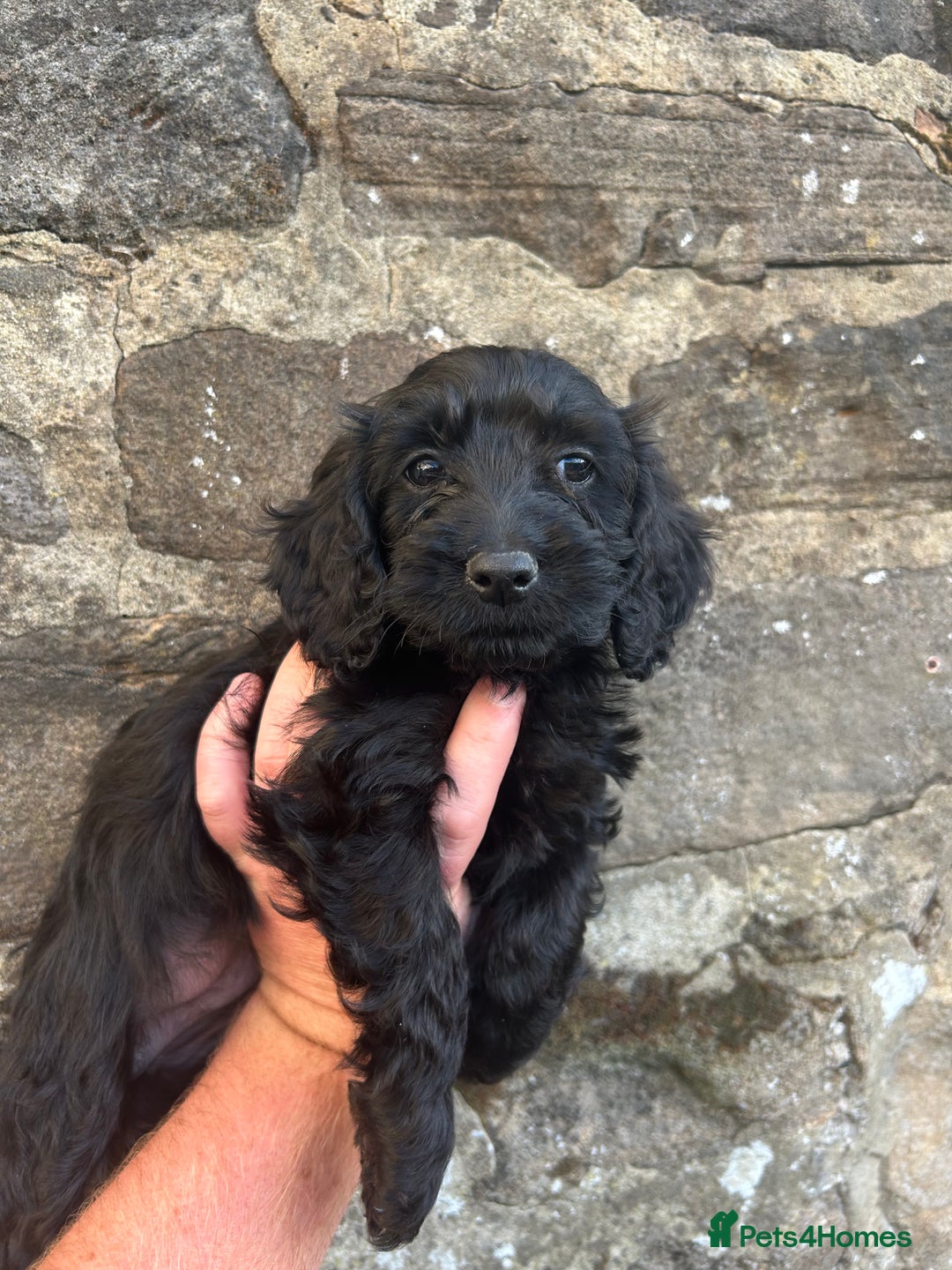 Cockapoo dogs for sale: BEAUTIFULL F1 COCKAPOOS - Image 13