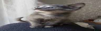 Maine Coon 4