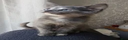 Maine Coon cats for sale: Maine Coon Cross Kittens - Advert 2