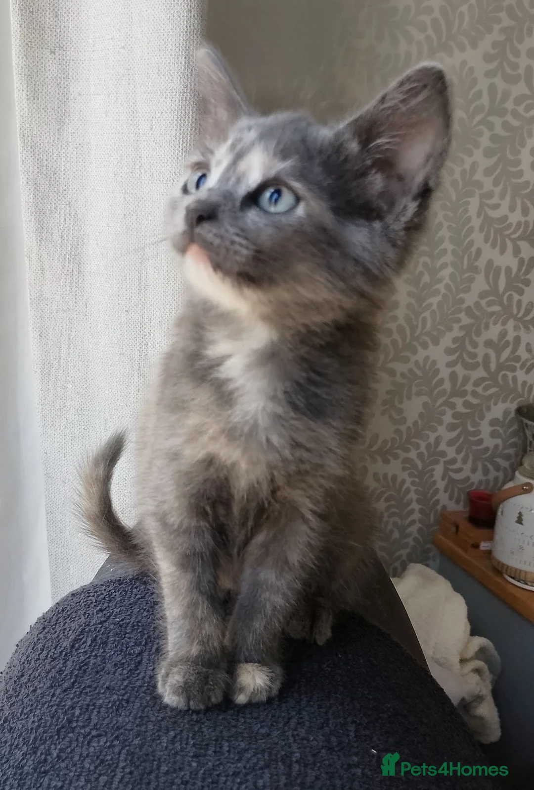 Maine Coon cats for sale: Maine Coon Cross Kittens - Advert 2