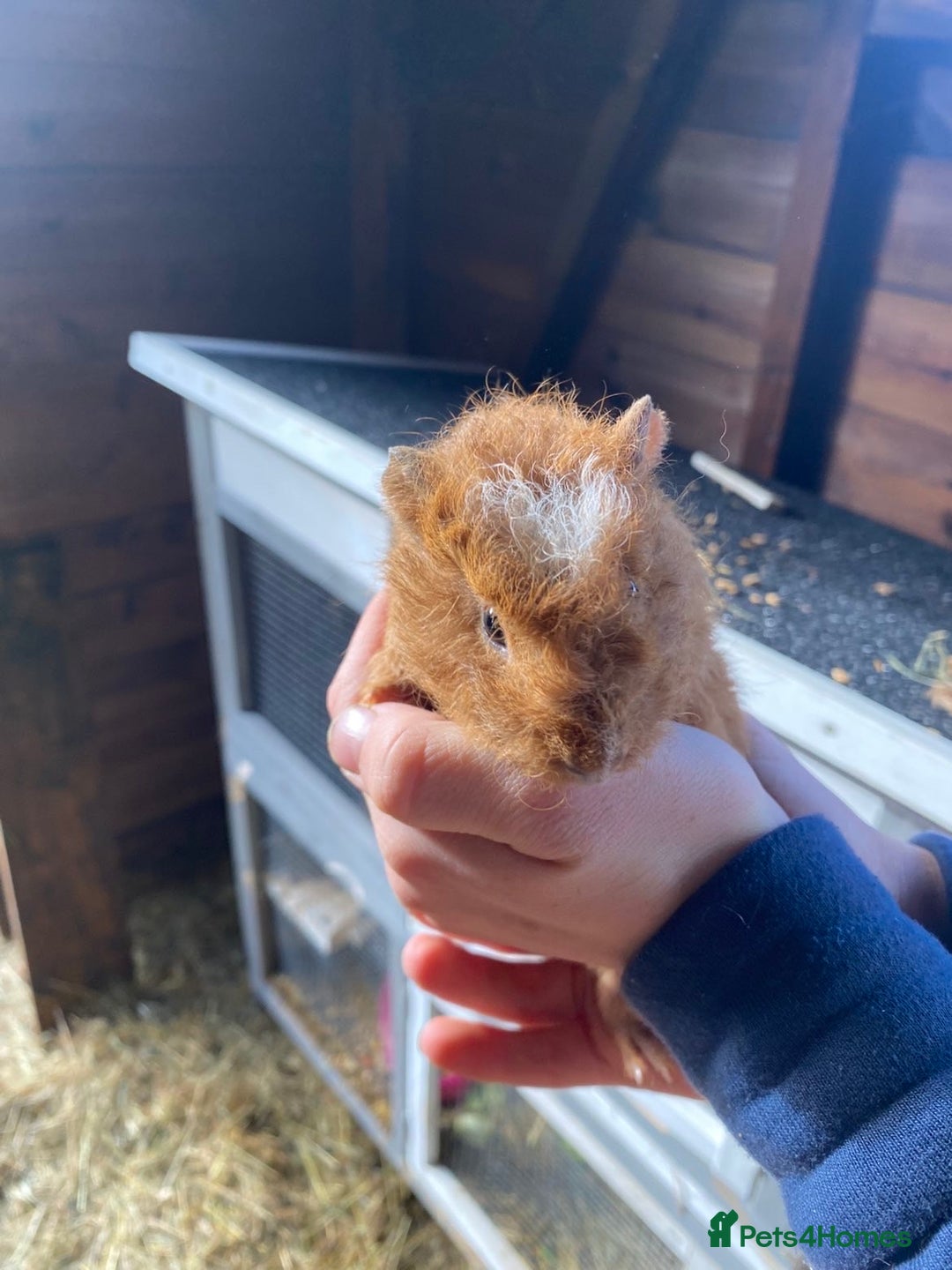 Guinea Pig rodents for sale: Lovely Guinea Pigs  - Advert 4