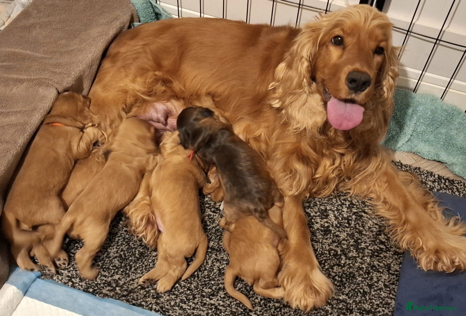 Cocker Spaniel dogs 🌟KC Registered Show-Type Cocker Spaniel Puppies🌟 - Advert 16