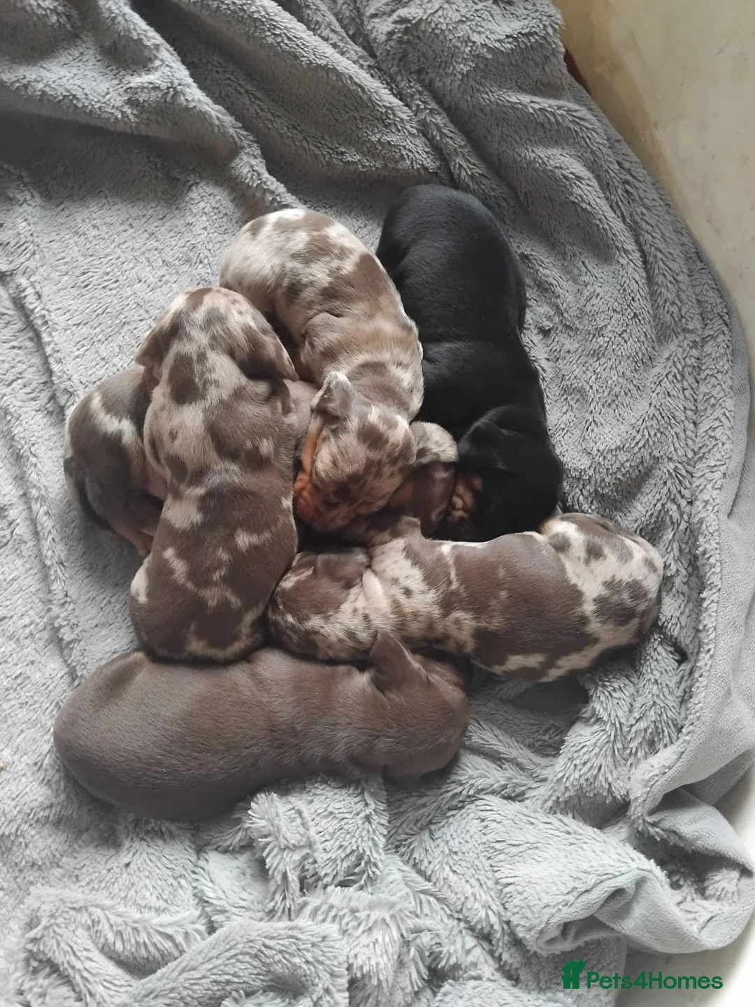 Miniature Dachshund dogs for sale: Miniature dashchund puppies  - Advert 13