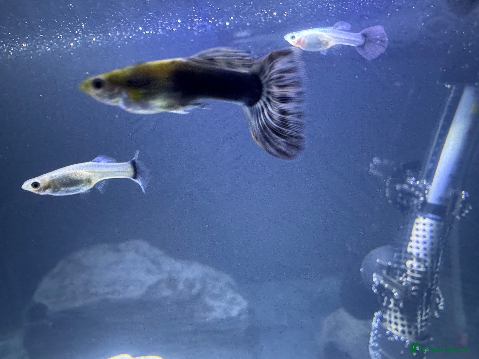 Live Bearers fish Ultimate 40L Tropical Aquarium Setup with 9guppies - Advert 6