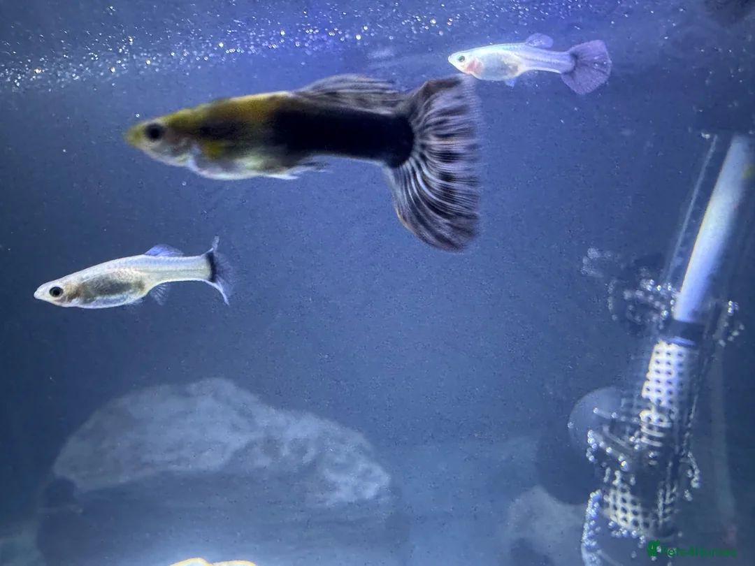Live Bearers fish for sale: Ultimate 40L Tropical Aquarium Setup with 9guppies in Newport - Advert 1
