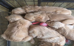 Golden Retriever dogs for sale: 🧡Beautiful Red Working golden retriever puppies🧡 - Image 2
