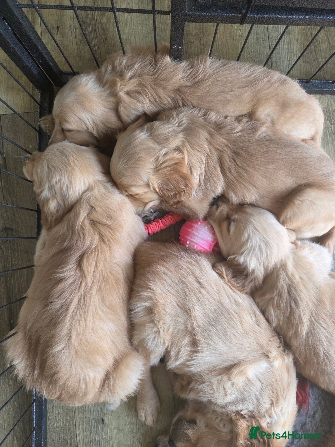 Golden Retriever dogs for sale: 🧡Beautiful Red Working golden retriever puppies🧡 - Image 2