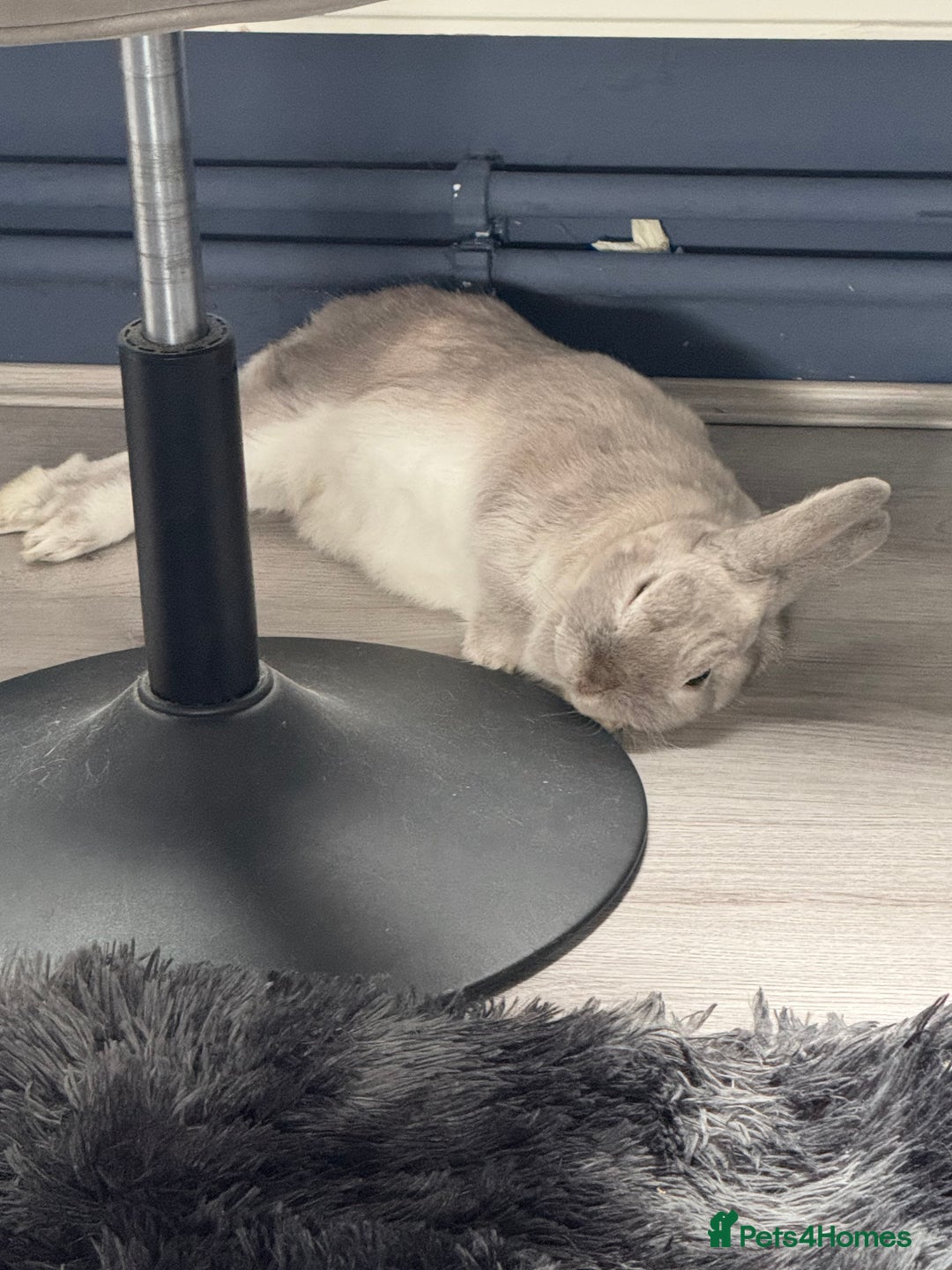 Dwarf Lop rabbits for sale: Bunny for sale - Image 4