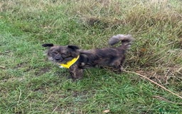 Mixed Breed dogs for adoption: 💖🐶 TWIGGY – A Happy Little Spirit🐶💖 - Image 15
