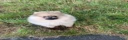 Pomeranian dogs for sale: Adorable KC Registered Pomeranian Boys - Advert 5