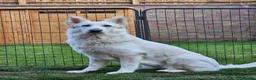 German Shepherd dogs for sale: Rare Blue & black & white german shepherd puppies - Advert 17