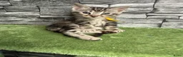 Bengal cats for sale: 5 beautiful girl bengal cross breed 🩷 - Advert 7