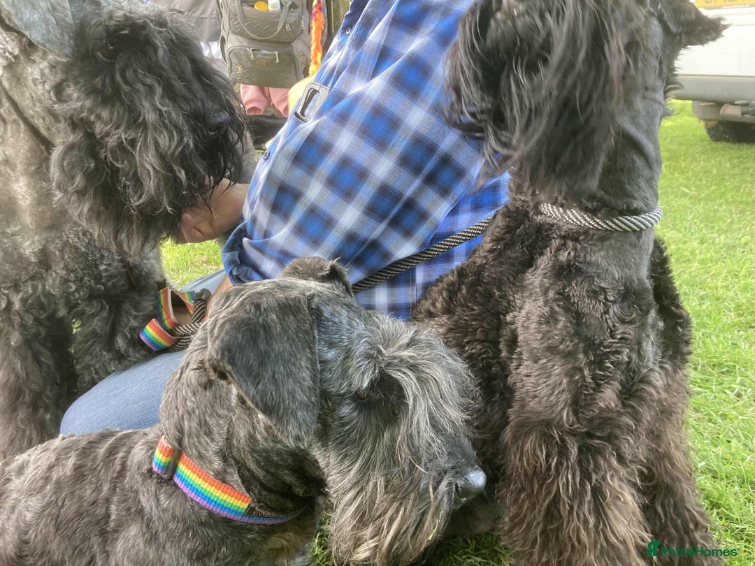 Cesky Terrier dogs for sale: CESKY TERRIER PUPPIES. advance notice - Advert 9