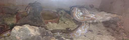 Corn Snake reptiles for sale: 5 year old Cornsnake with full settup - Advert 3