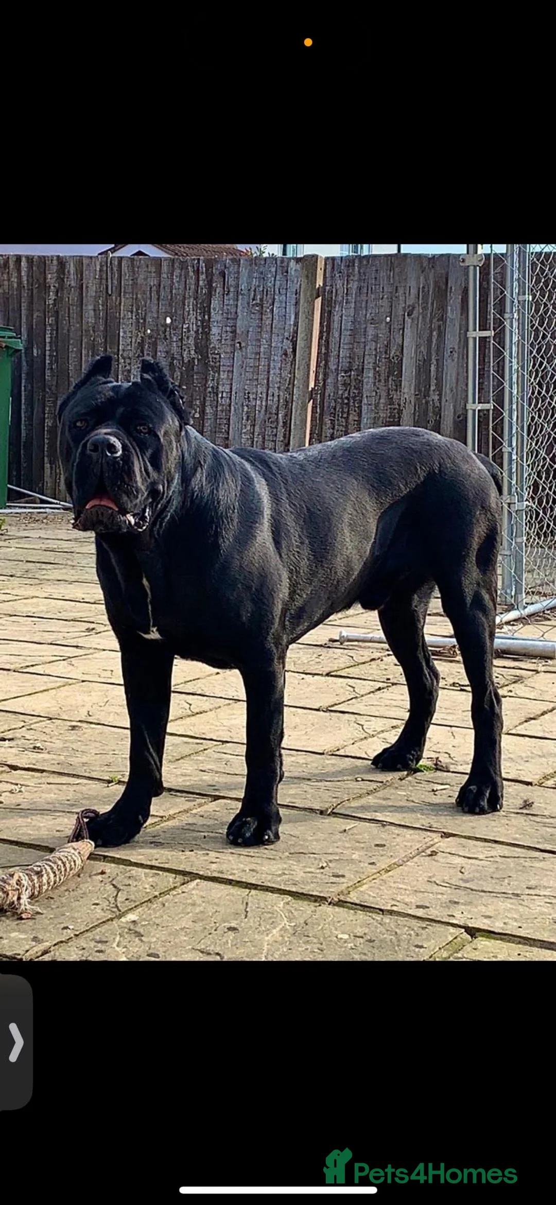 Cane Corso dogs for sale: 5 MONTH OLD CANE CORSO  in St Albans - Advert 2