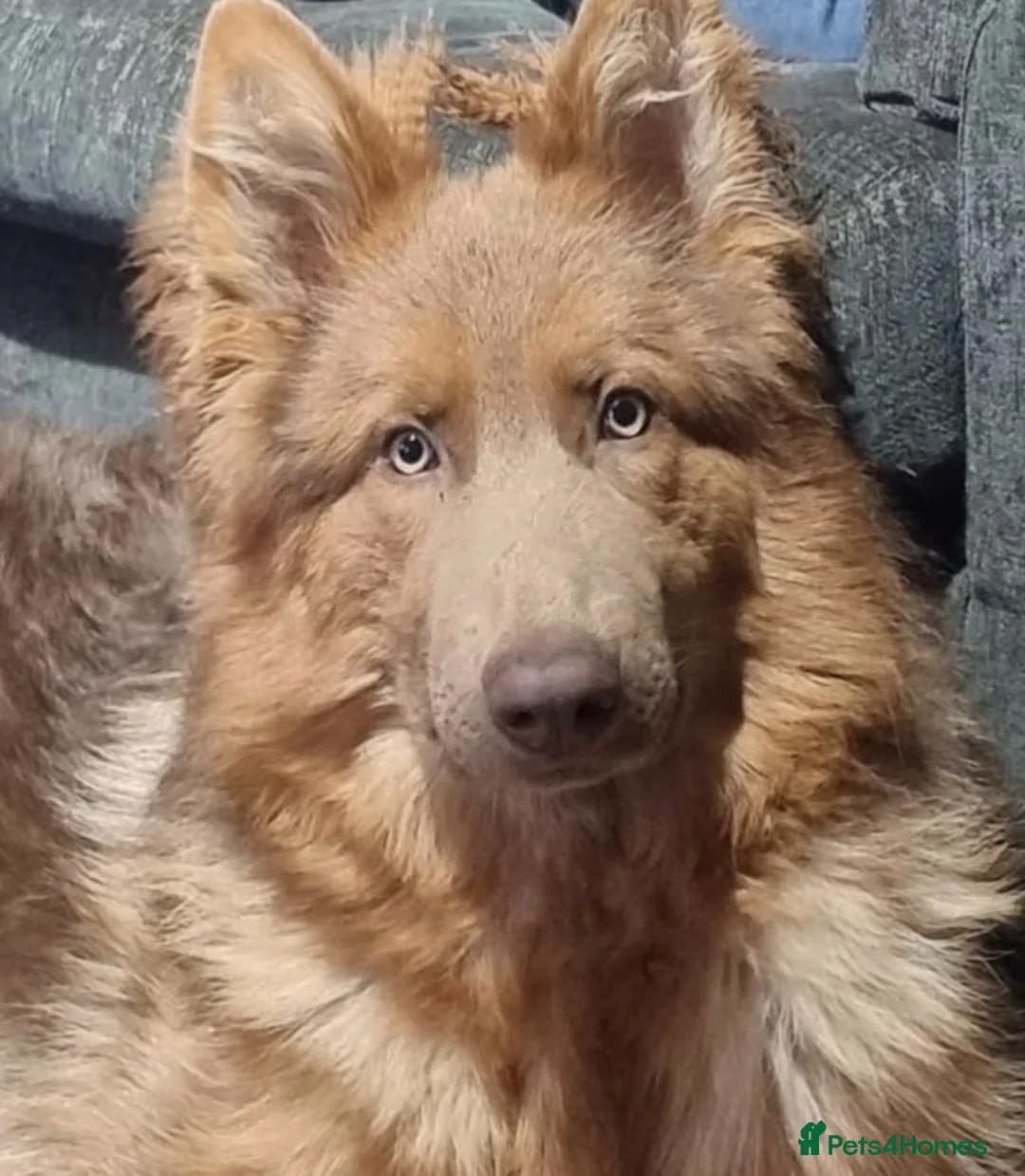 German Shepherd dogs for sale: German Shepherd male looking for forever home  - Advert 4