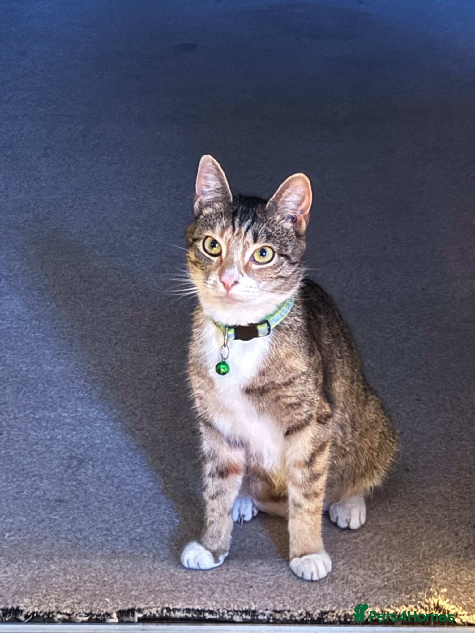 Mixed Breed cats Three adorable girl kittens - Advert 10