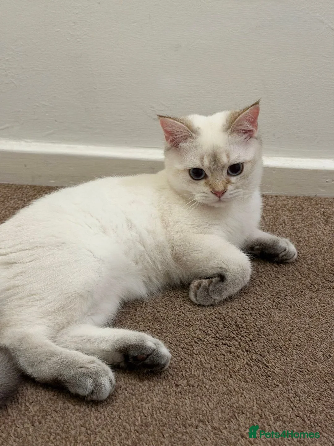 British Shorthair cats for sale:  BRITISH SHORT HAIR WHITE COLOR POINT - Advert 2