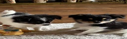 Chihuahua dogs for sale: Chihuahua Puppies  in Dudley - Advert 2