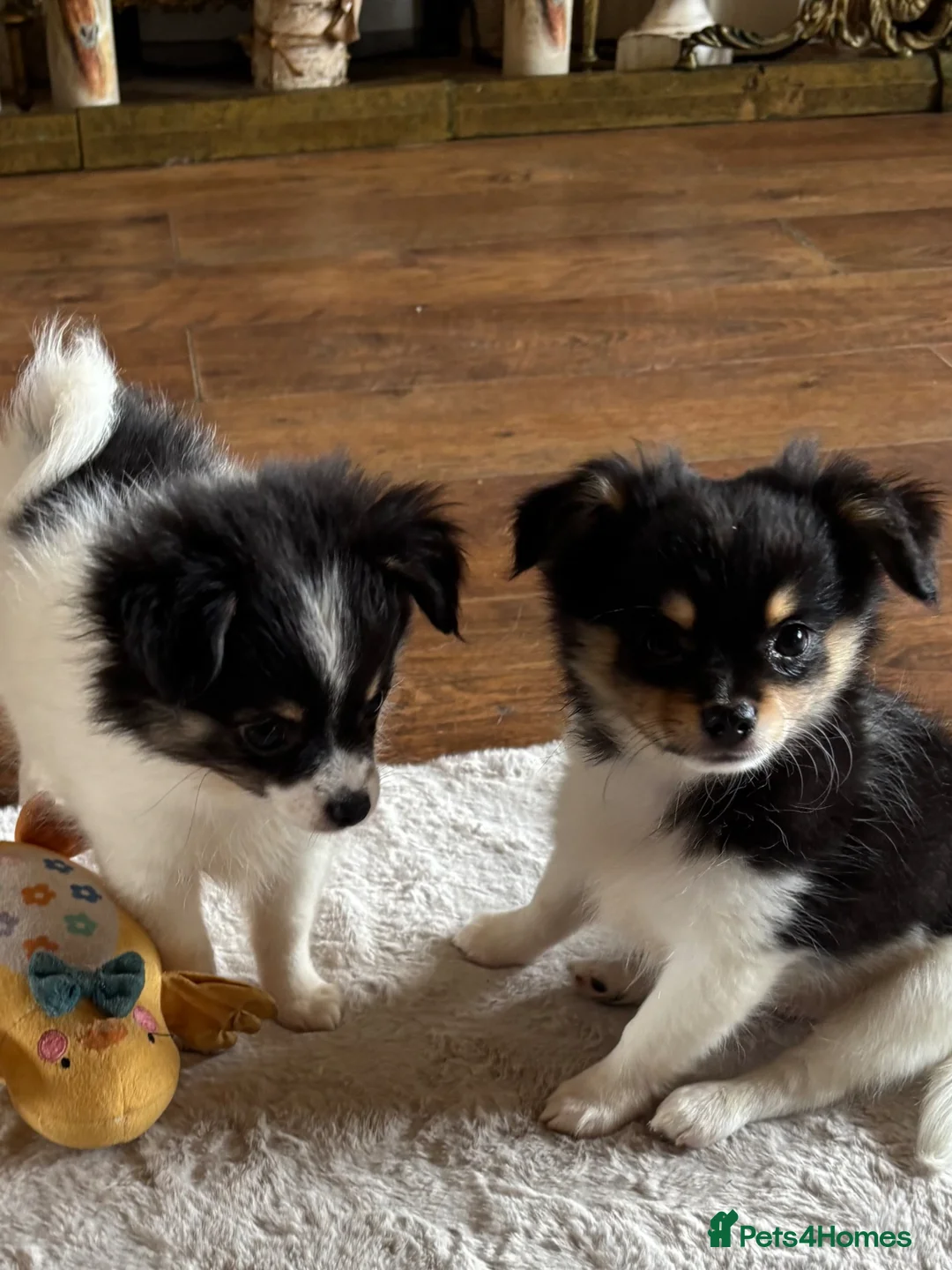 Chihuahua dogs for sale: Chihuahua Puppies  in Dudley - Advert 2