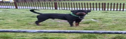 Rottweiler dogs for stud: Black Trovants Champion bloodline Rottweiler stud - Advert 15