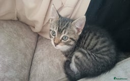 Mixed Breed cats for sale: 3 male grey and black tabbies  - Image 7