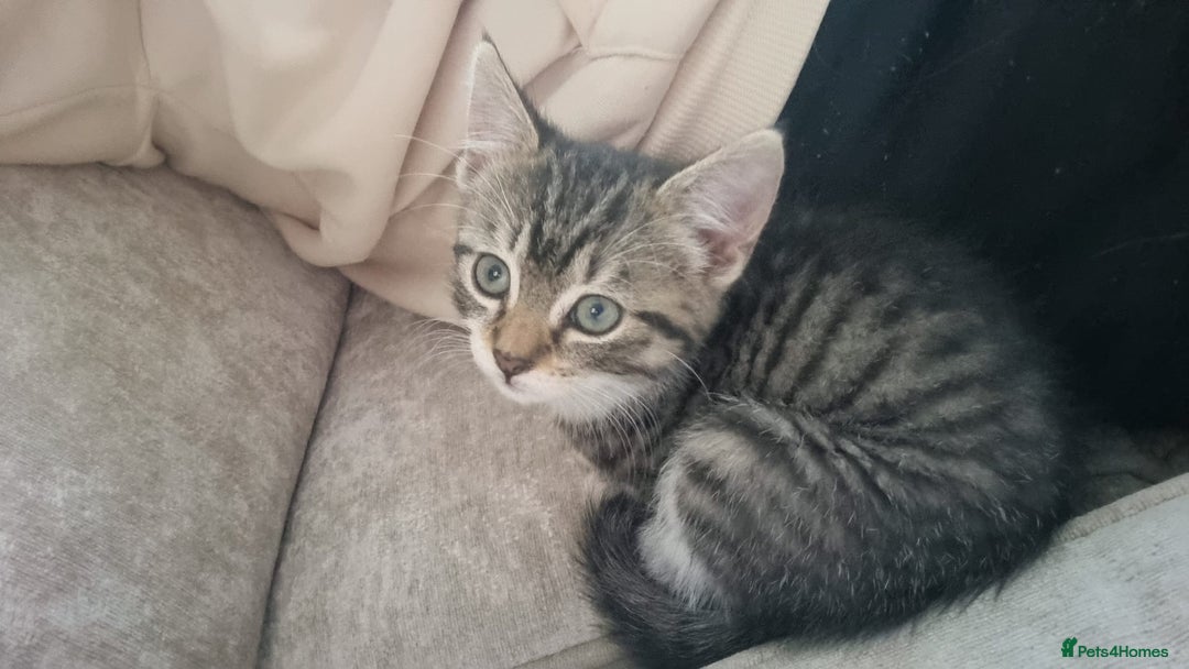 Mixed Breed cats for sale: 3 male grey and black tabbies  - Image 7