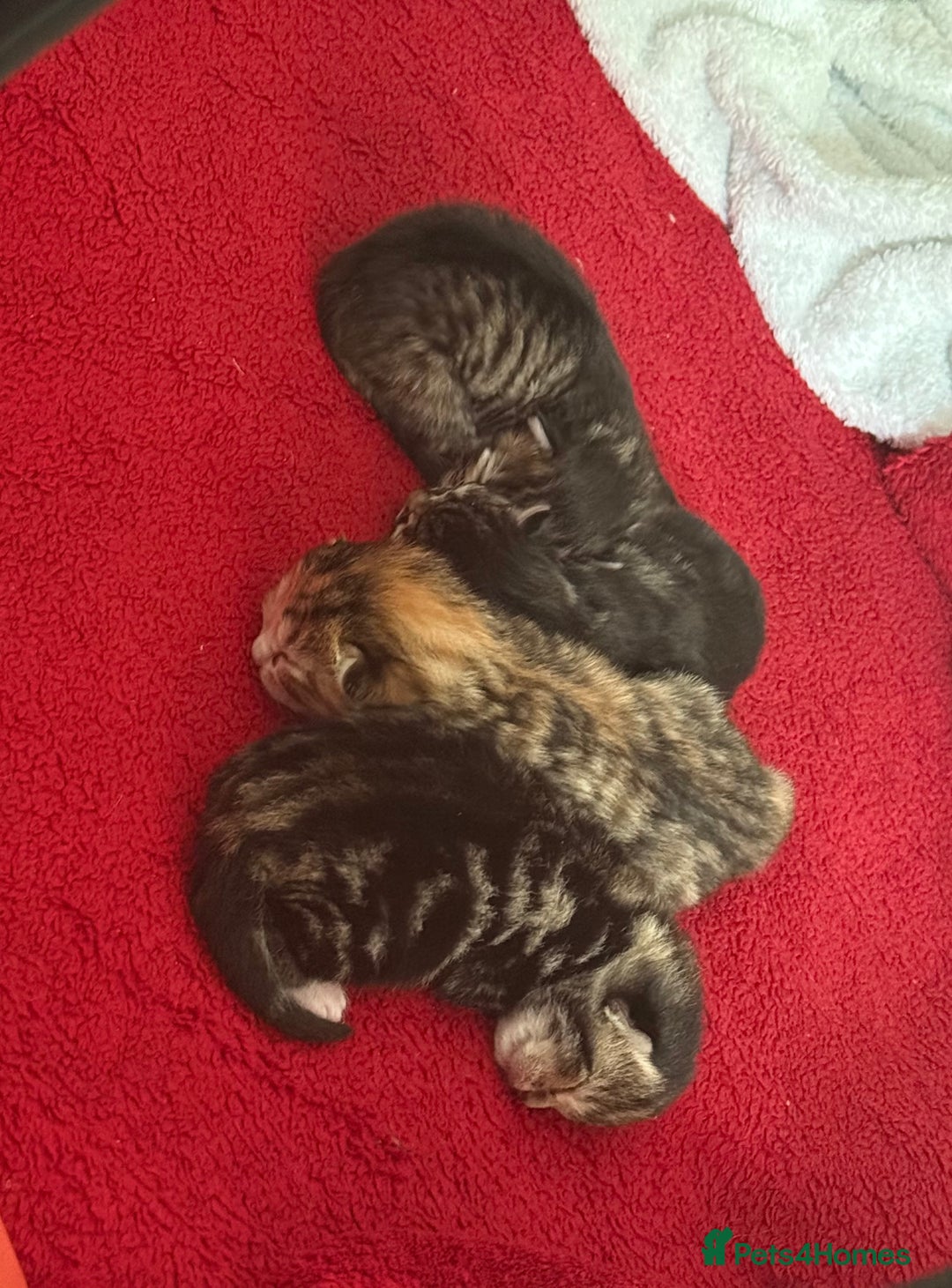 British Shorthair cats for sale: tabby babies - Image 1