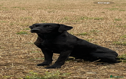 Labrador Retriever dogs for stud: Black lab available for stud  in Basingstoke - Image 2