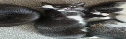 Mixed Breed cats for sale: Beautiful Kittens Looking for Loving Homes - Advert 24