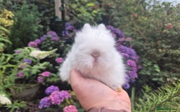 Angora rabbits for sale: 🧡Teddydwerg babies- Imported parents🧡 - Image 1