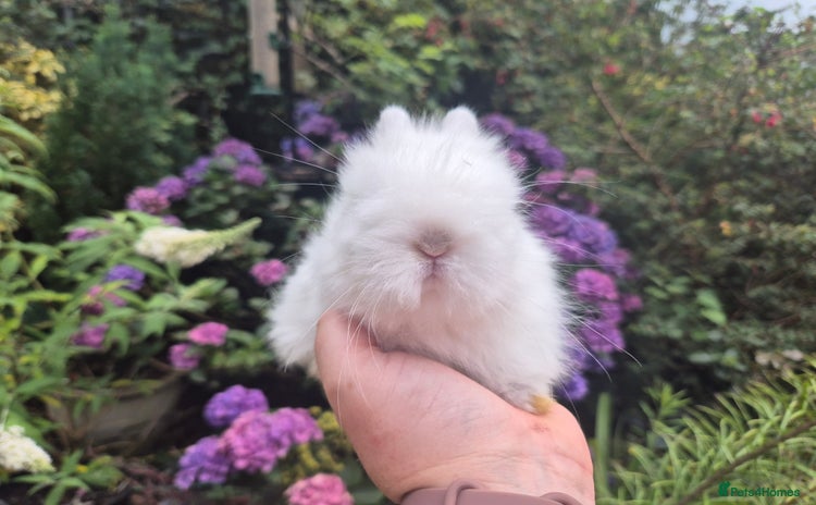 Angora rabbits - Advert 2