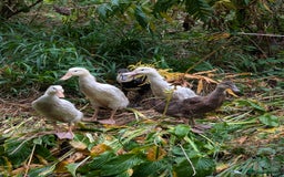 Ducks poultry for sale: 5 mixed breed ducklings  - Image 3
